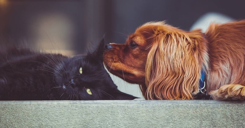 Cat and dog - World Animal Protection