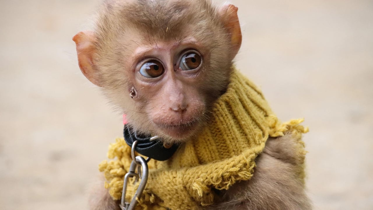 A captive monkey with a collar and chain.