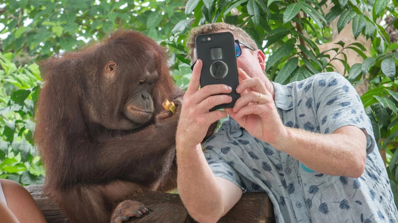 A tourist takes a selfie with a captive primate.