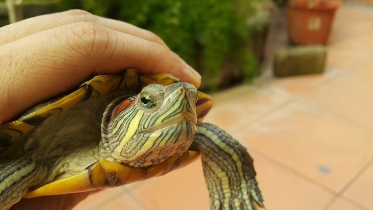 Person holding red-eared slider turtle.