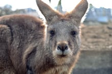 Kangaroo looking at the camera.
