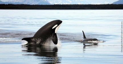 Two orcas breaching.