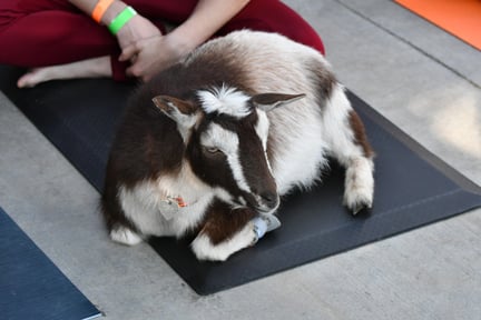 goat laying on a yoga mat