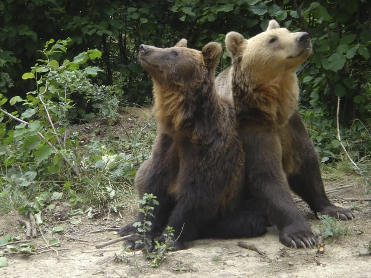 The bears Hansel and Gretel at the Romanian bear sancturary in Zarnesti, Romania