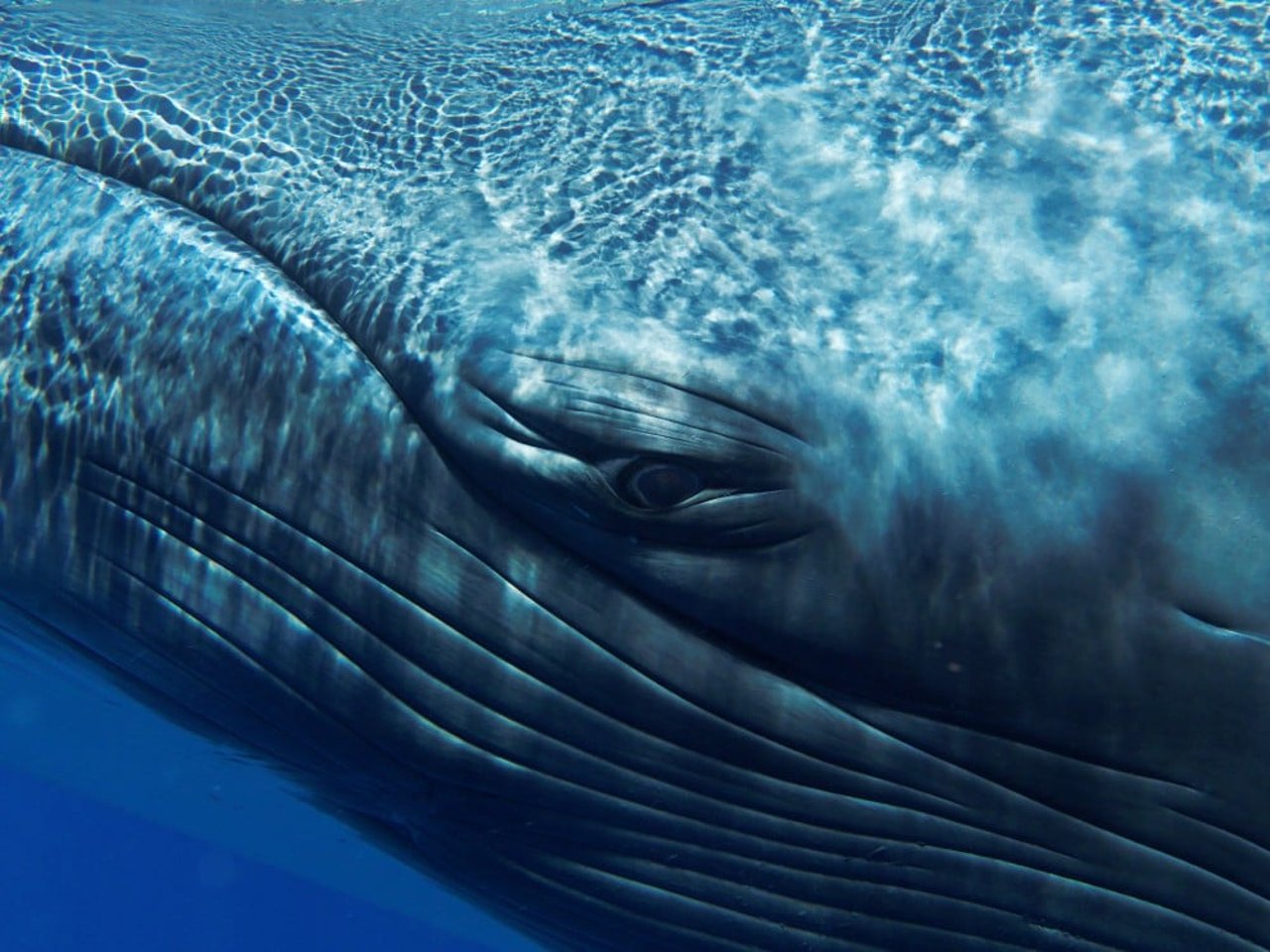 A Close-Up View Of A Blue Whale's Eye And Skin, Showing The Detailed Texture Of Its Wrinkles And The Rippling Water Reflections On Its Body.