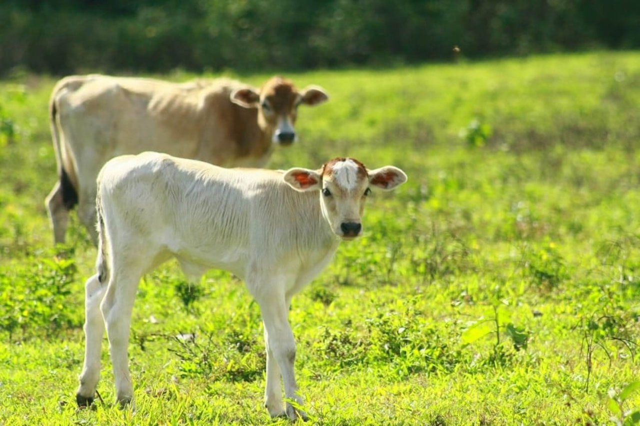 Cows in a field