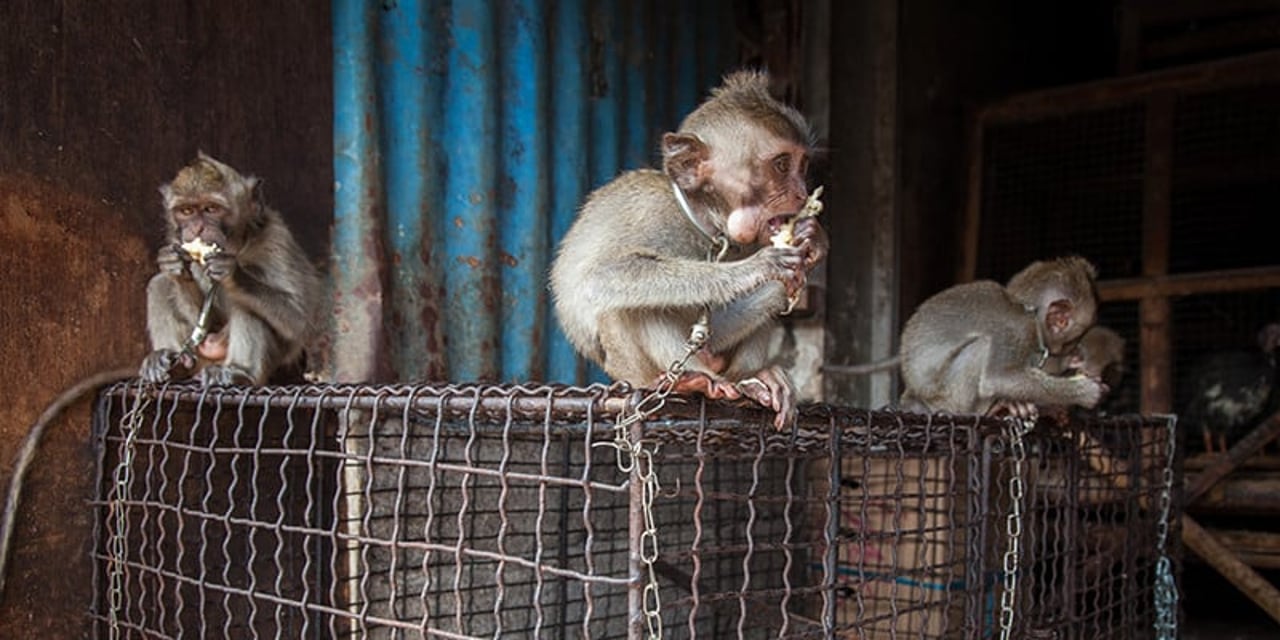 Monkeys at a wildlife market in Bali. There