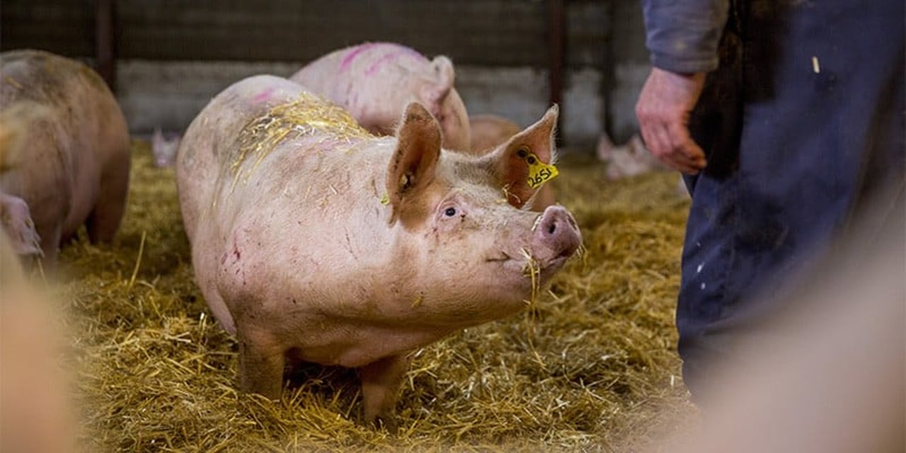 Pigs in straw