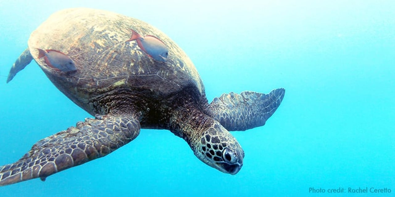 A green sea turtle swimming in the ocean off the coast of Hawaii. The water is a very bright blue and two brown fish are swimming alongside the turtle.