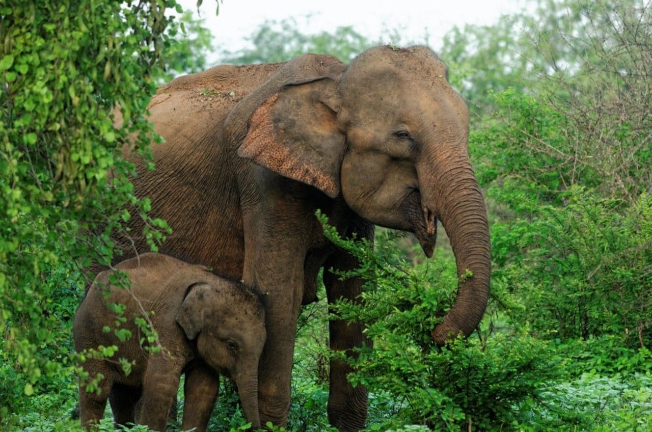 Sur la photo: des éléphants dans un sanctuaire