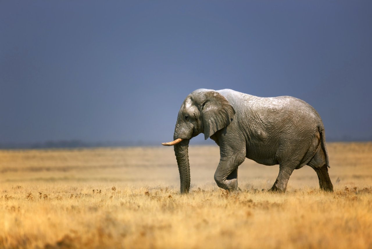  An elephant bull walking in an open plain in Etosha National Park, Namibia