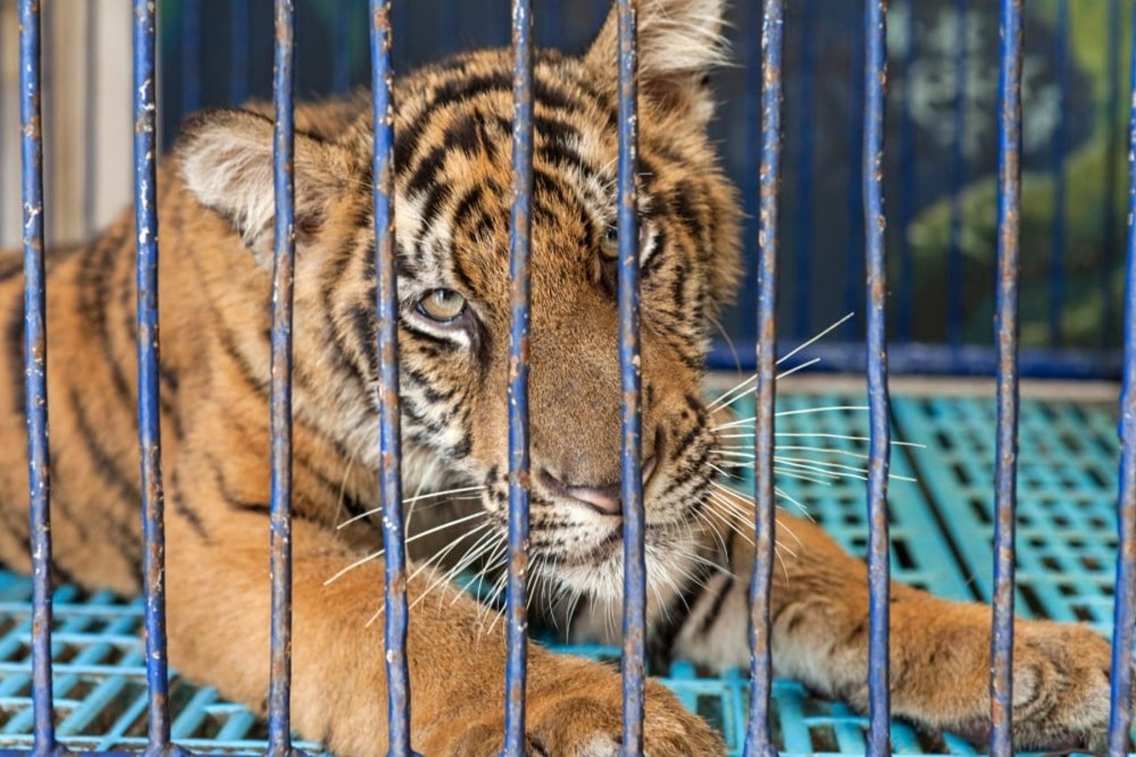 An orange tiger cub in a cage