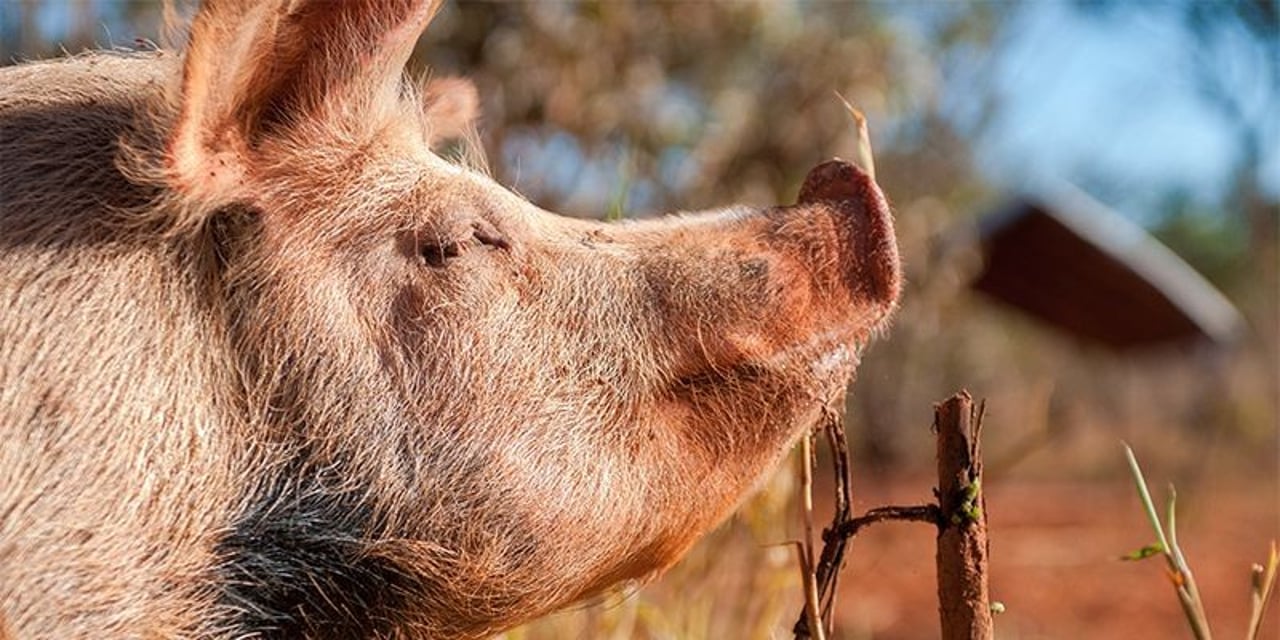 Free range pig on farm in Brazil