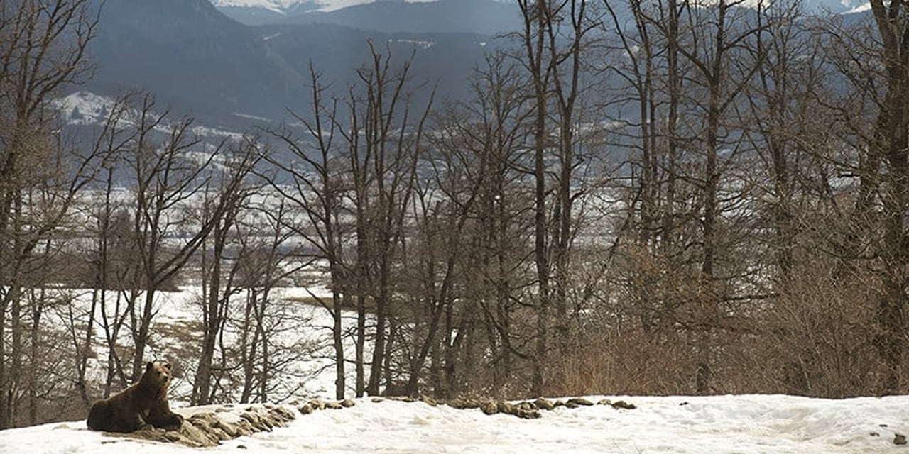 A bear stands in the snow-covered mountains in Romania.