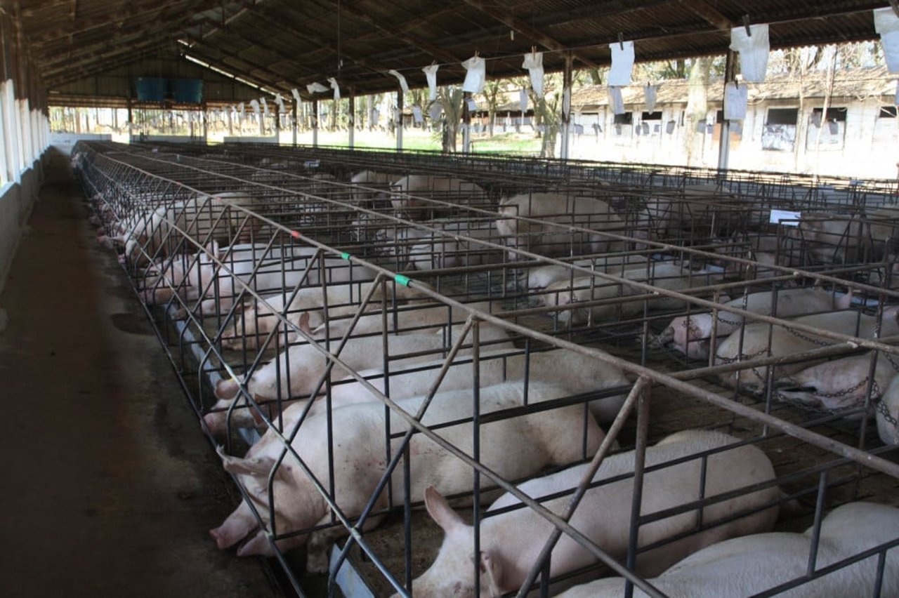 Gestation Crates