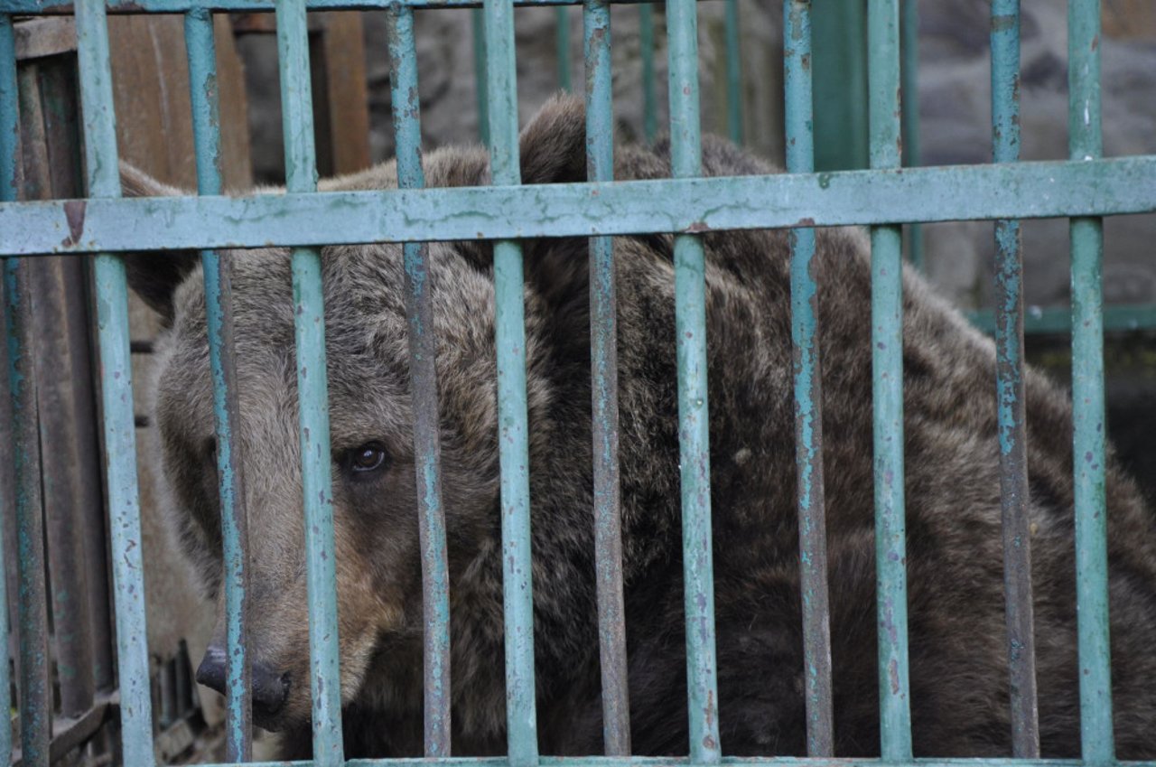 bear in zoo cage