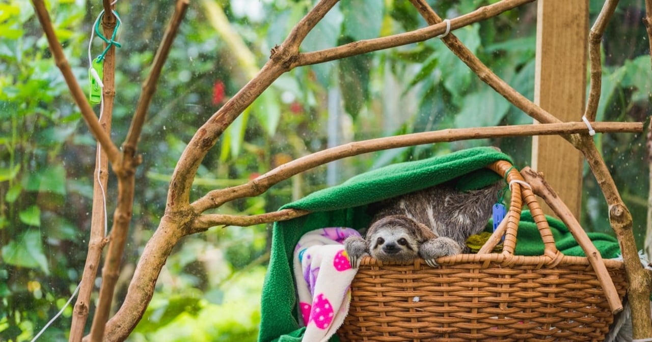 Big Eyes, a baby sloth