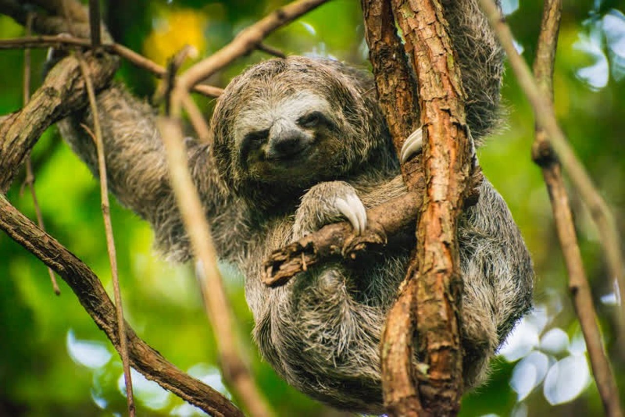 Sloth, Colombia