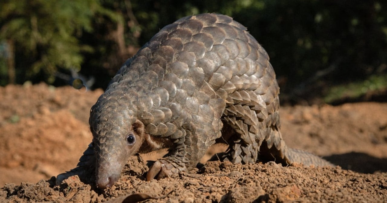 pangolin