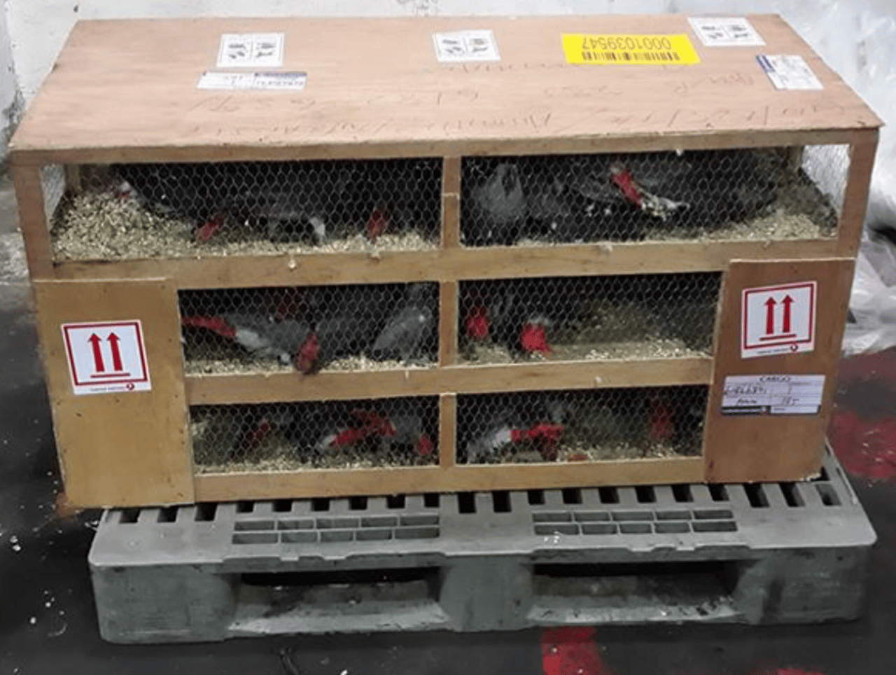 African Grey Parrots crammed into crates for transportation