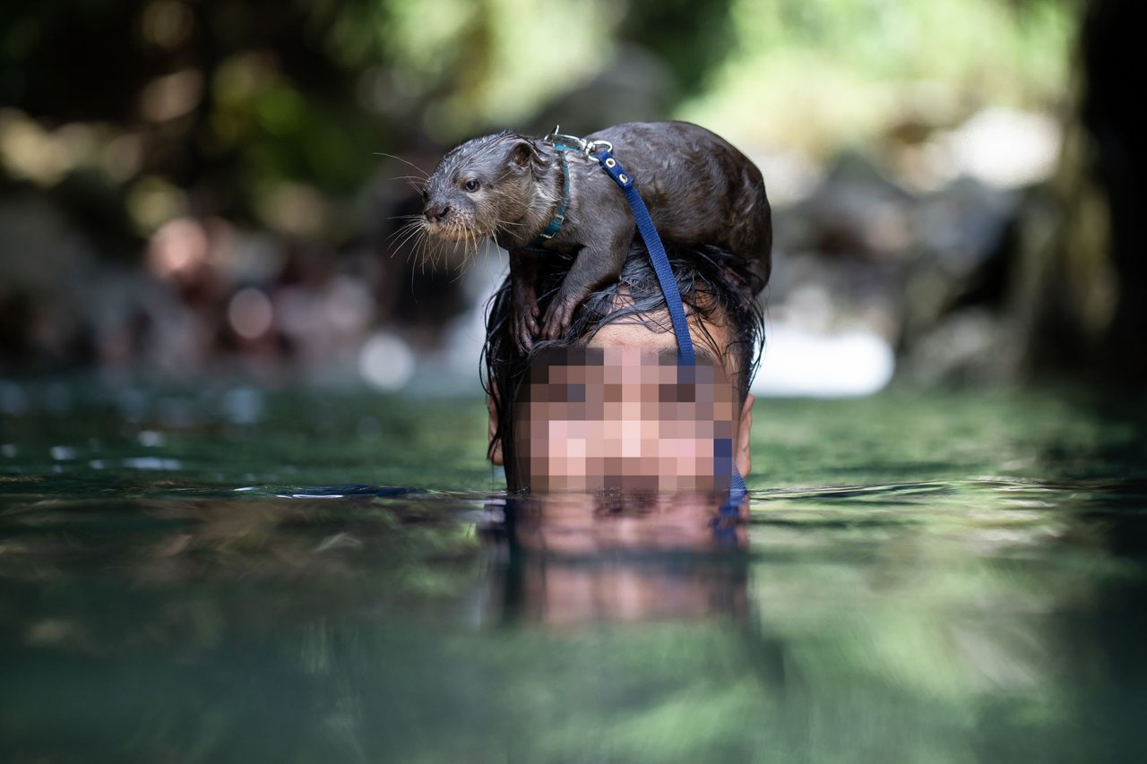 Otter documentary