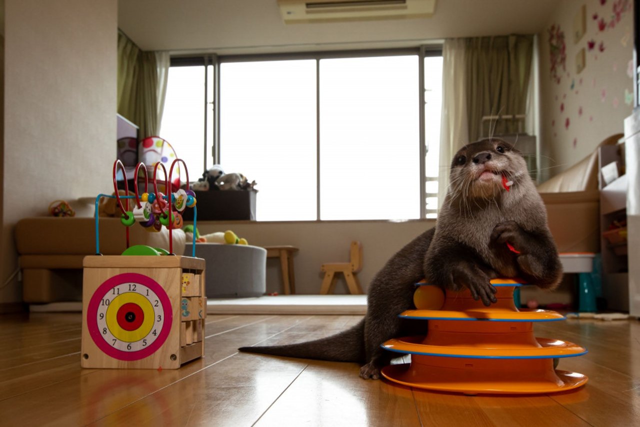 Pet otter chewing toys