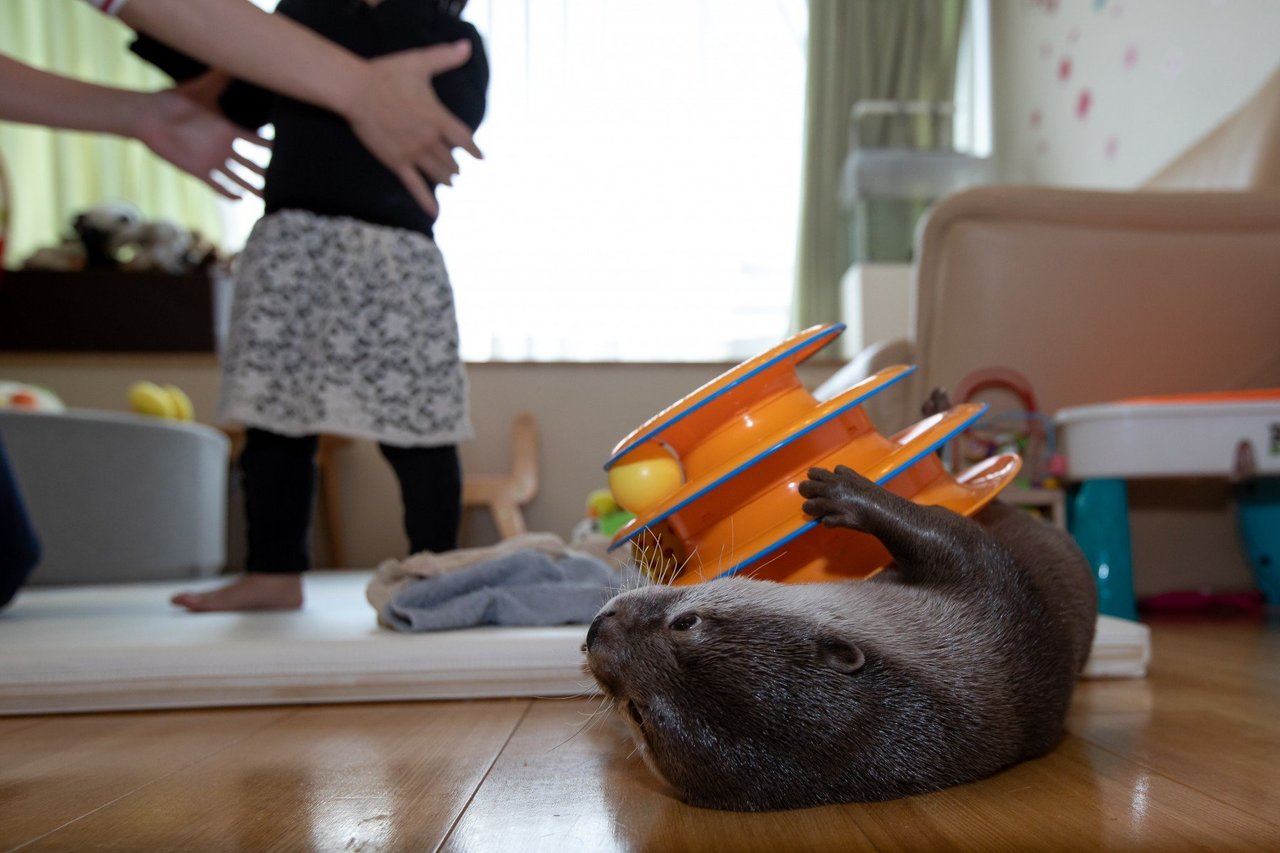 Otter Cafe