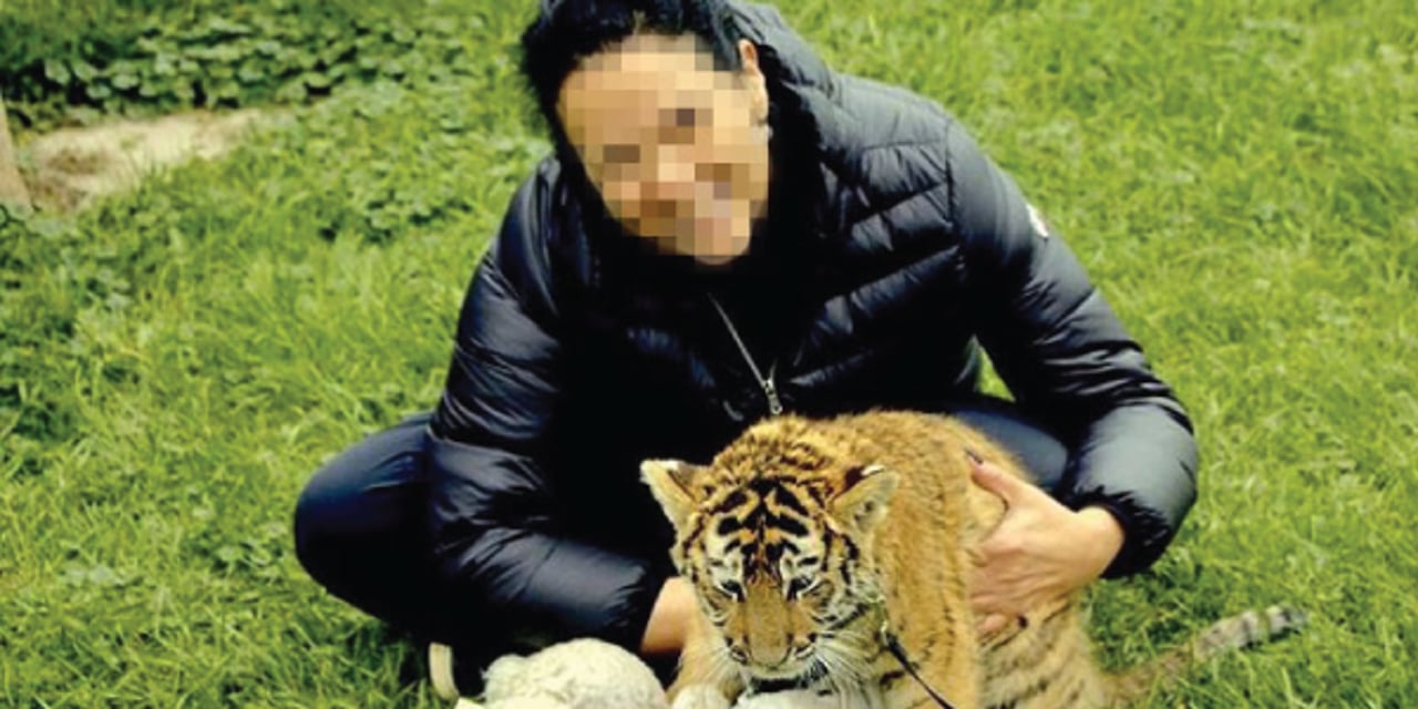 Tourist petting a tiger cub