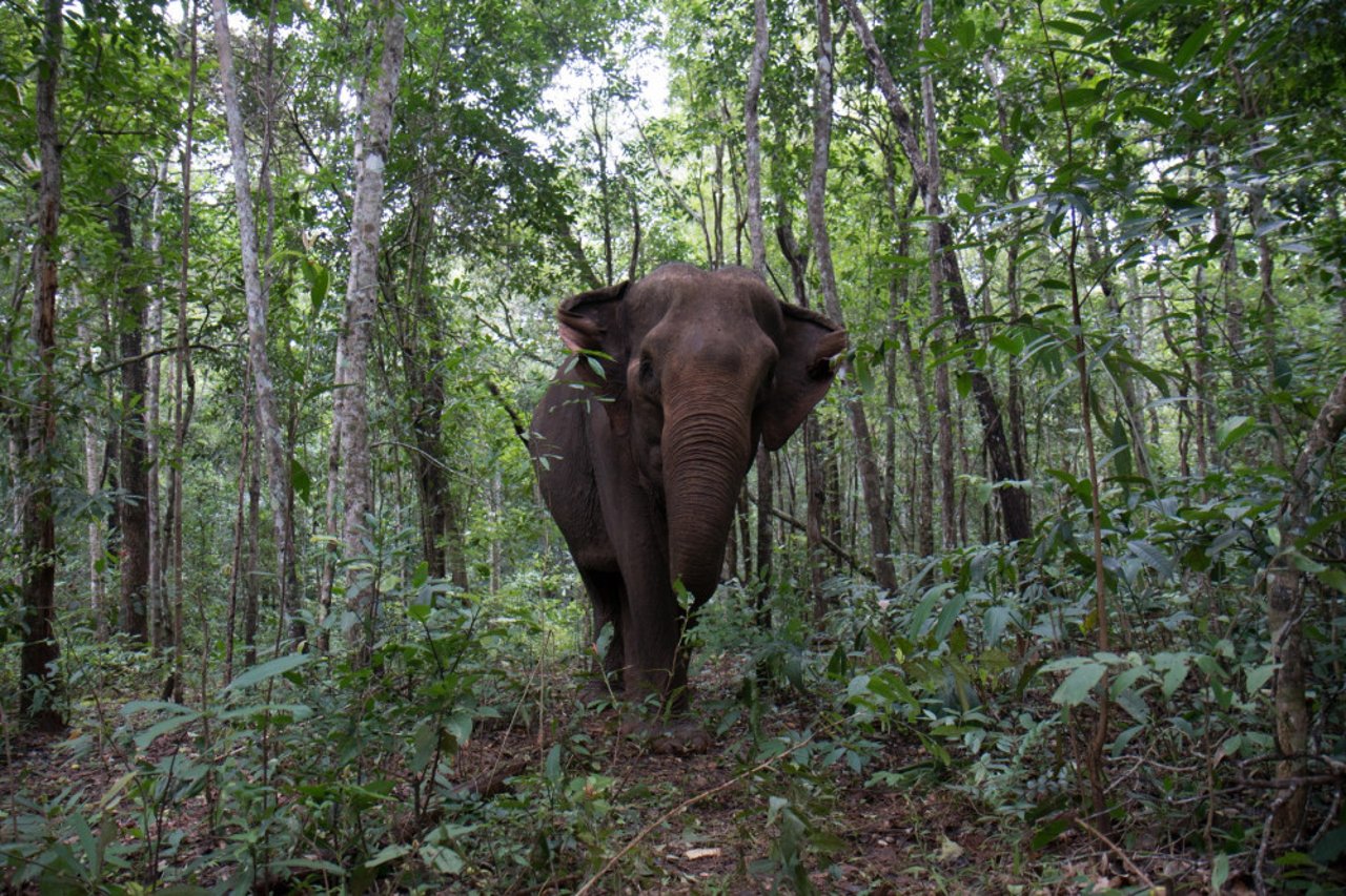 Asian elephant at Thai sanctuary