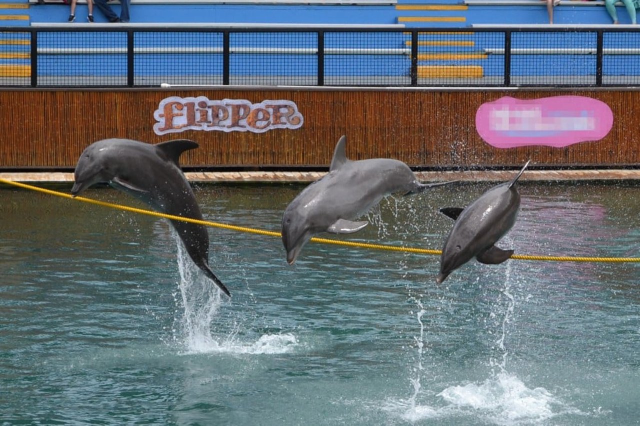 dolphins performing at Miami Seaquarium