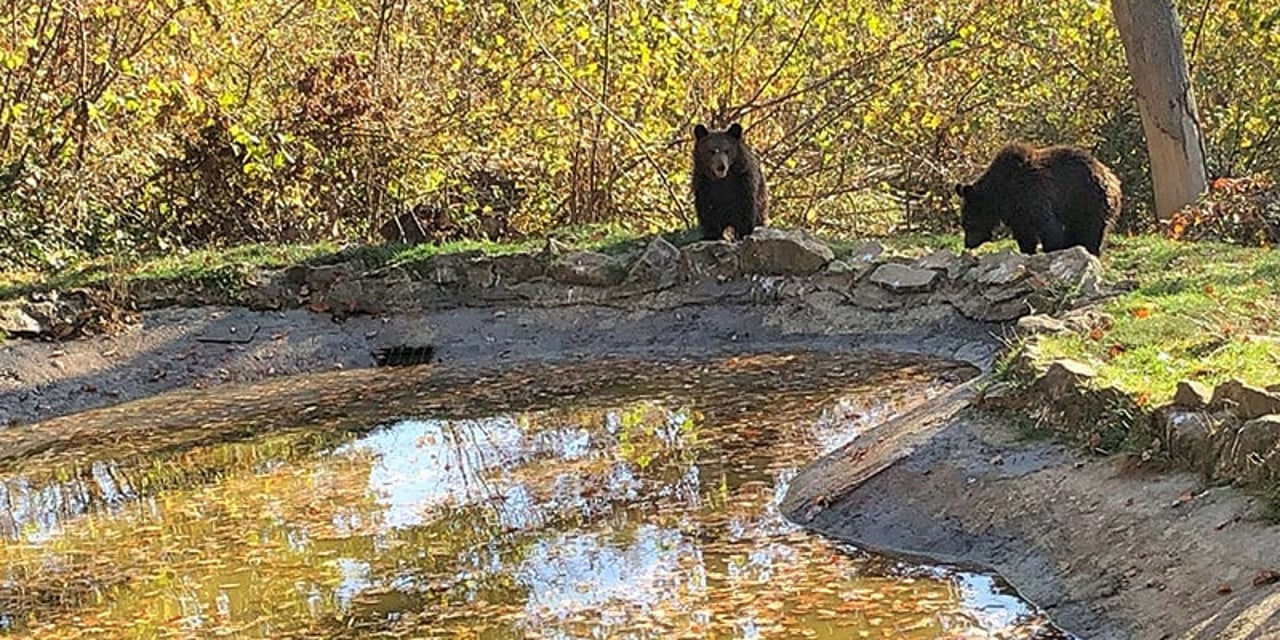 Two bears peer over a pond at the sanctuary. This photo was taken in the autumn, and the leaves are a brown-gold colour, reflecting in the pond.