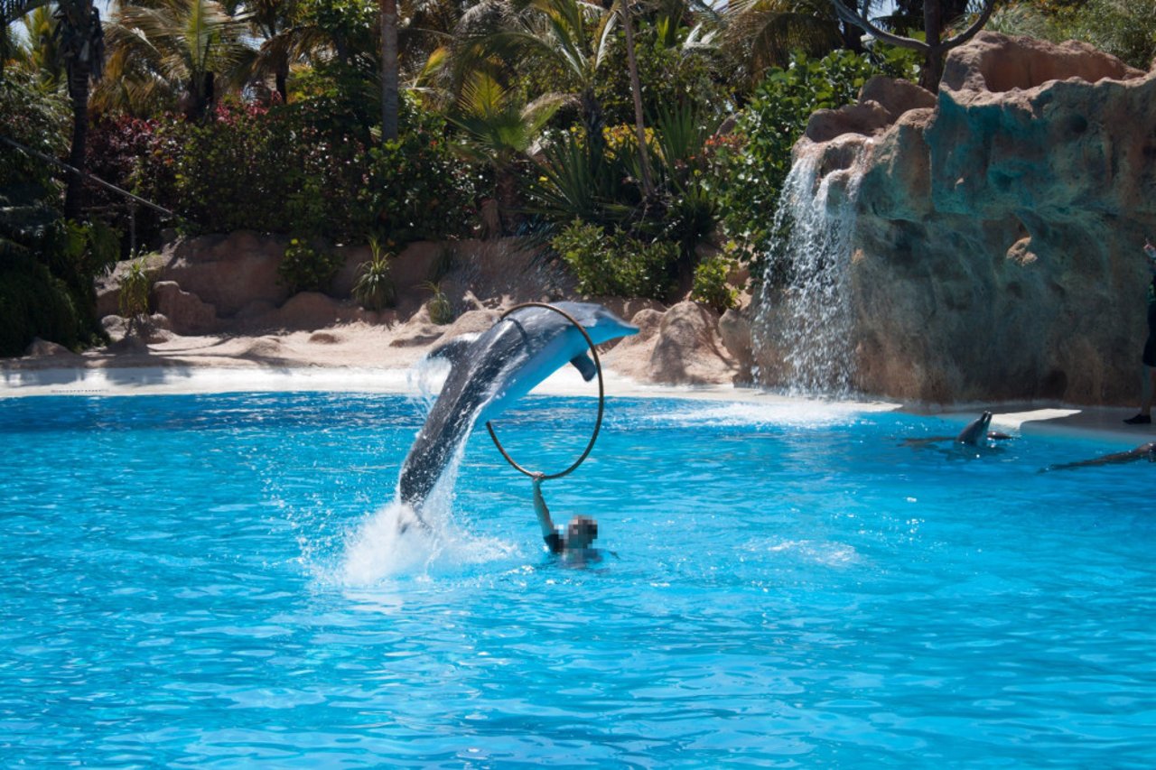 Captive dolphin show