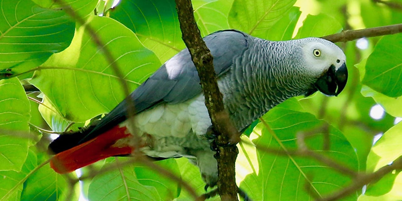 A wild African grey parrot resting on a tree branch in Uganda.