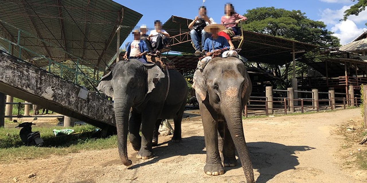 Tourists riding exploited elephants in Thailand.