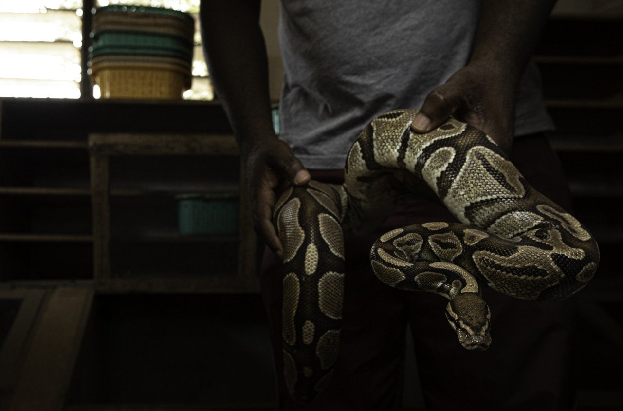 A ball python at a breeder