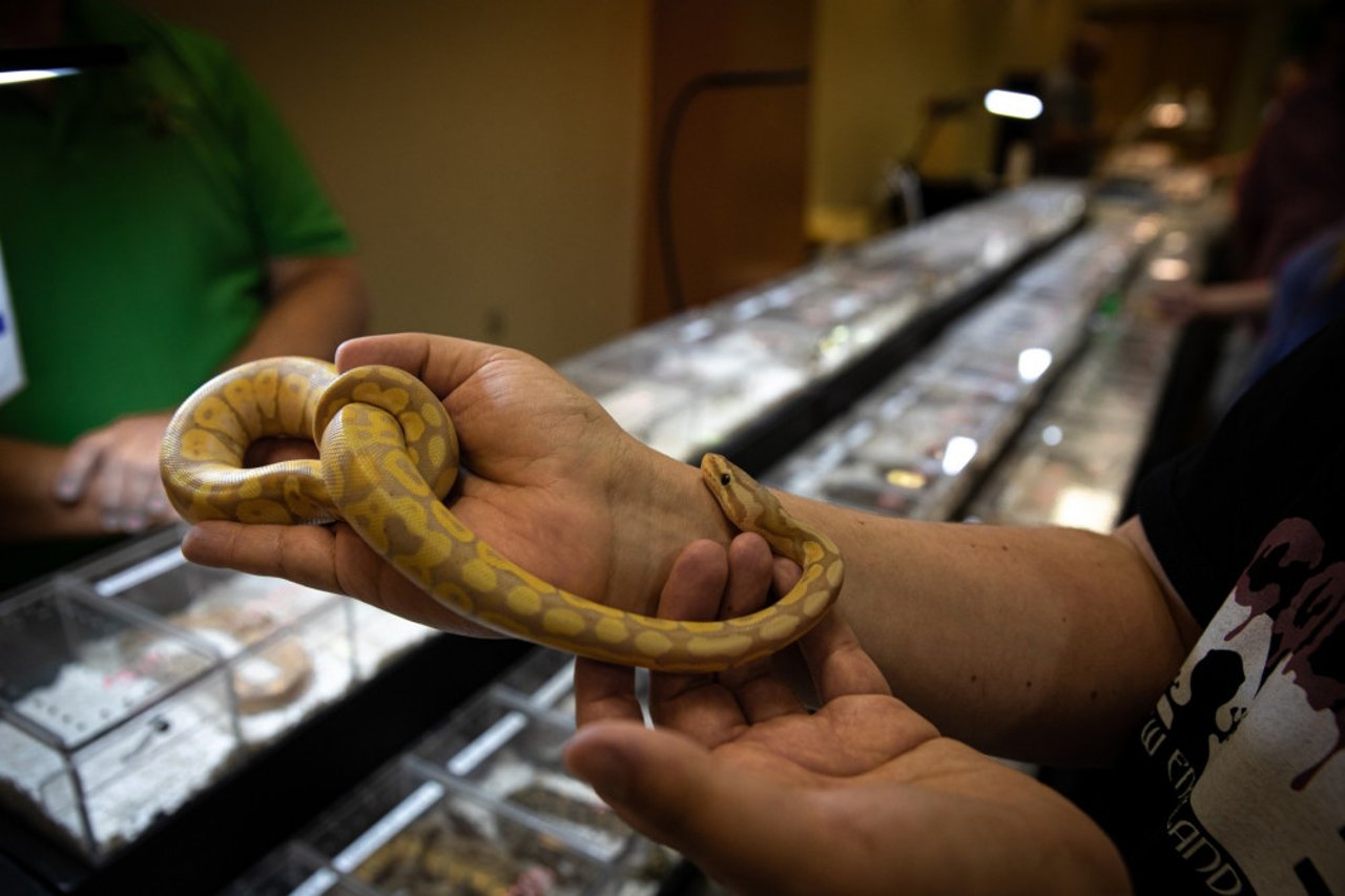 Handling pythons at Repticon pet expo, Memphis.