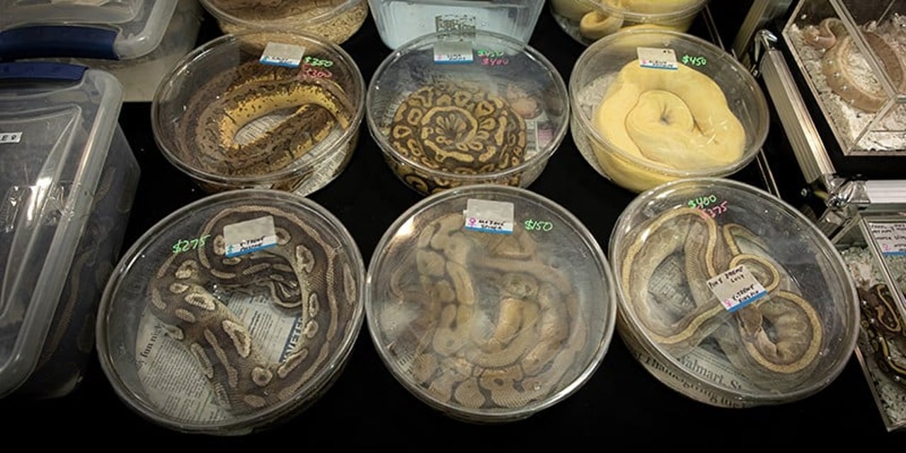 A variety of snakes are laid out on a table at an expo. They are curled up inside plastic tubs barely big enough to fit them.