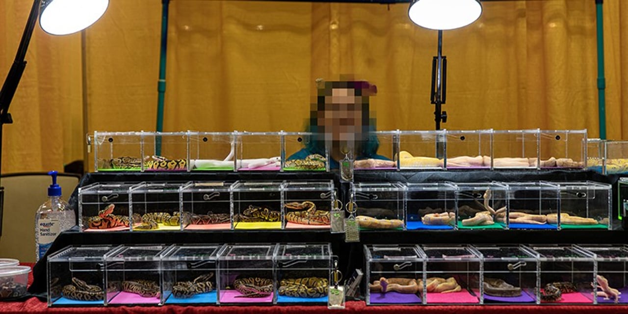 A seller at a reptile expo sits behind a display of 3 rows of clear plastic boxes containing snakes.