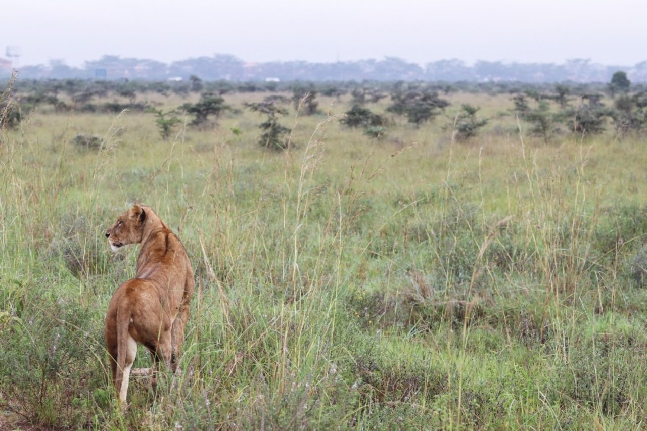 A lion in Nairobi National Park, Kenya - World Animal Protection