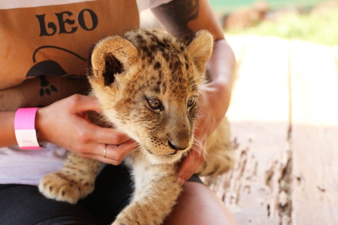 Tourist holding wild cat cub