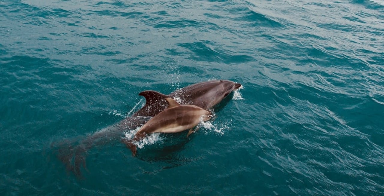 Wild dolphin mother and calf swimming happily in New Zealand - by Adrien Aletti