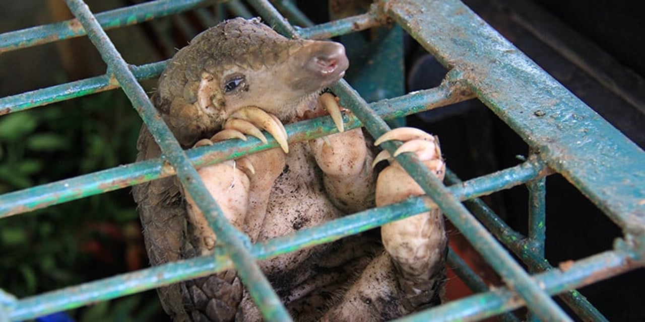 A seized Pangolin