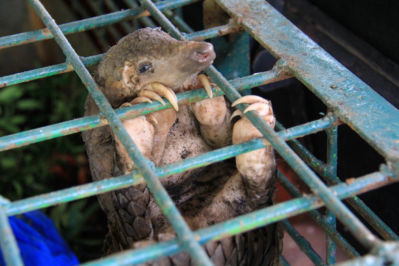 A seized pangolin at the Natural Resources Conservation Center Riau, Pekanbaru, Indonesia, in 2017.