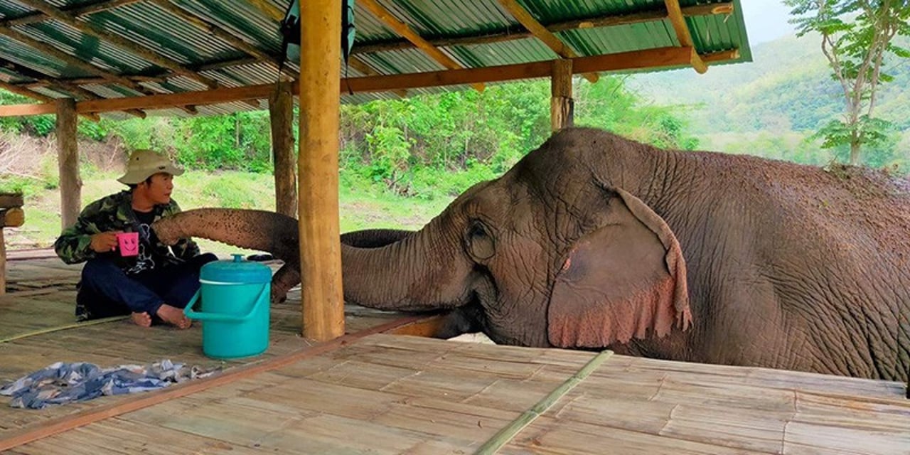 Elephant trying to steal her mahout