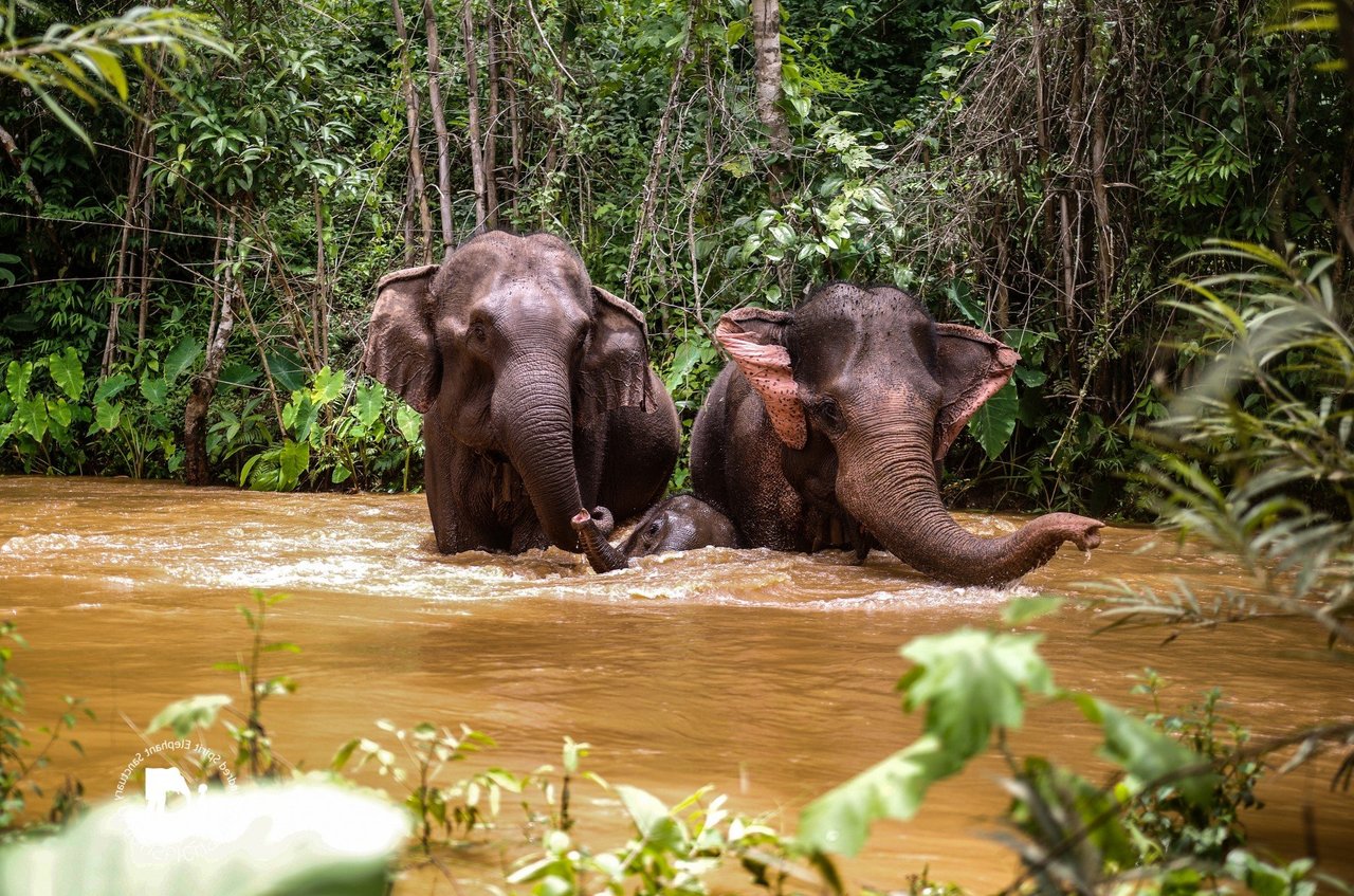 Foto: Kindred Spirit Elephant Sanctuary