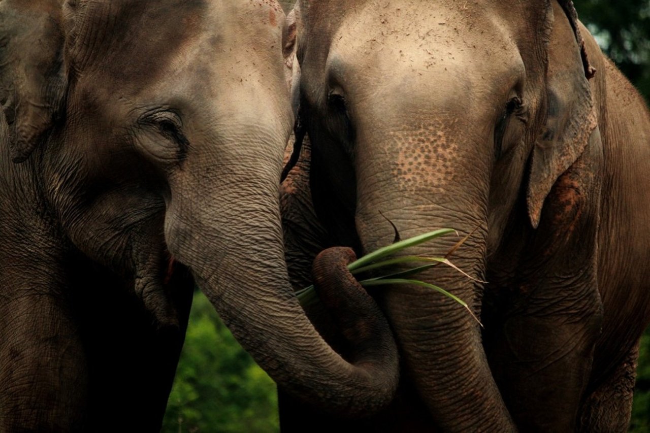 Elephants at Tree Tops in Thailand, image courtesy of Tree Tops