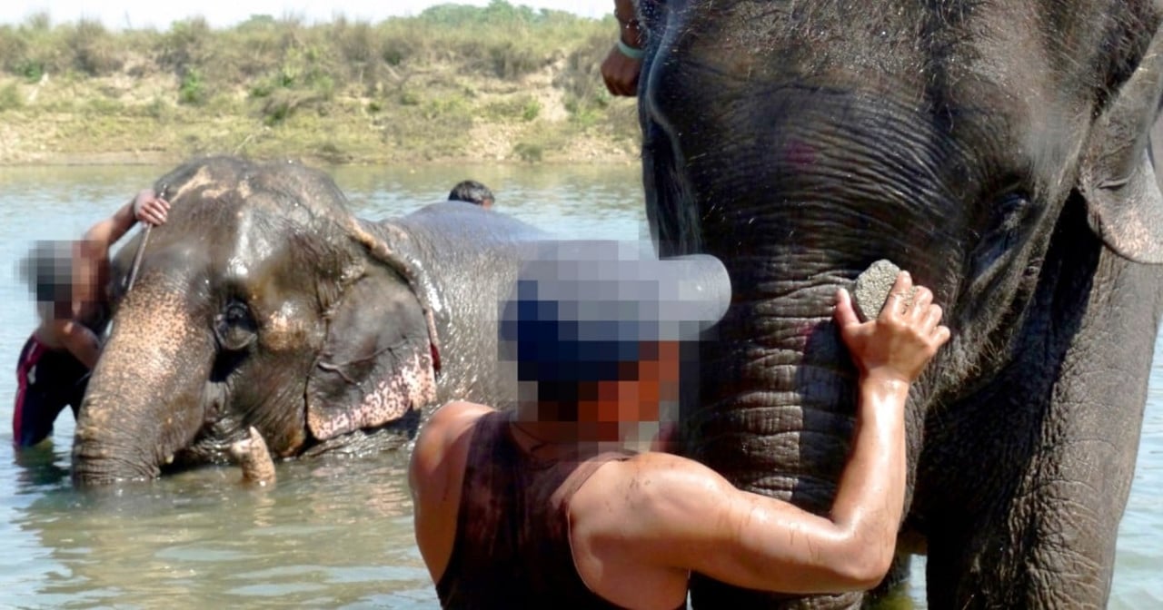 A man washes an elephant