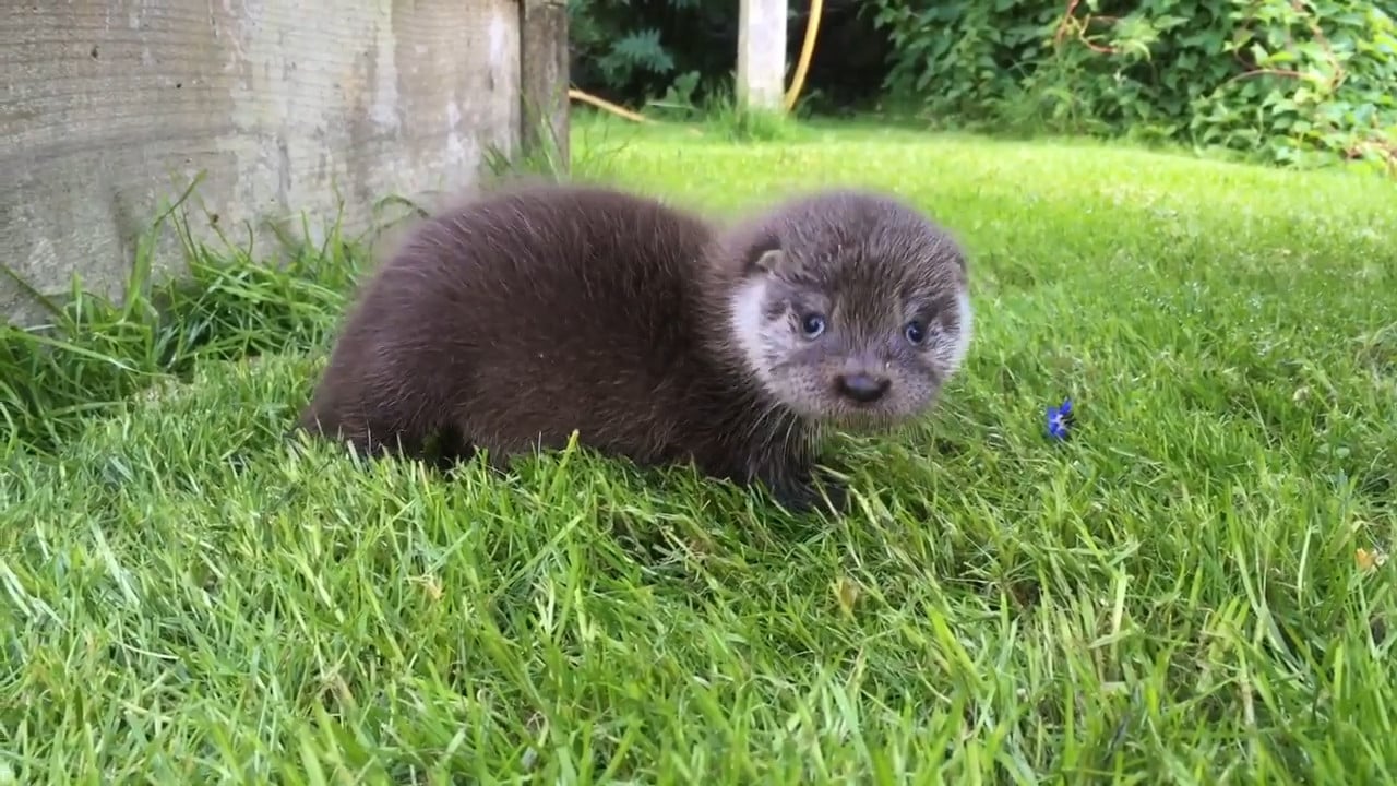 Otter Cafe