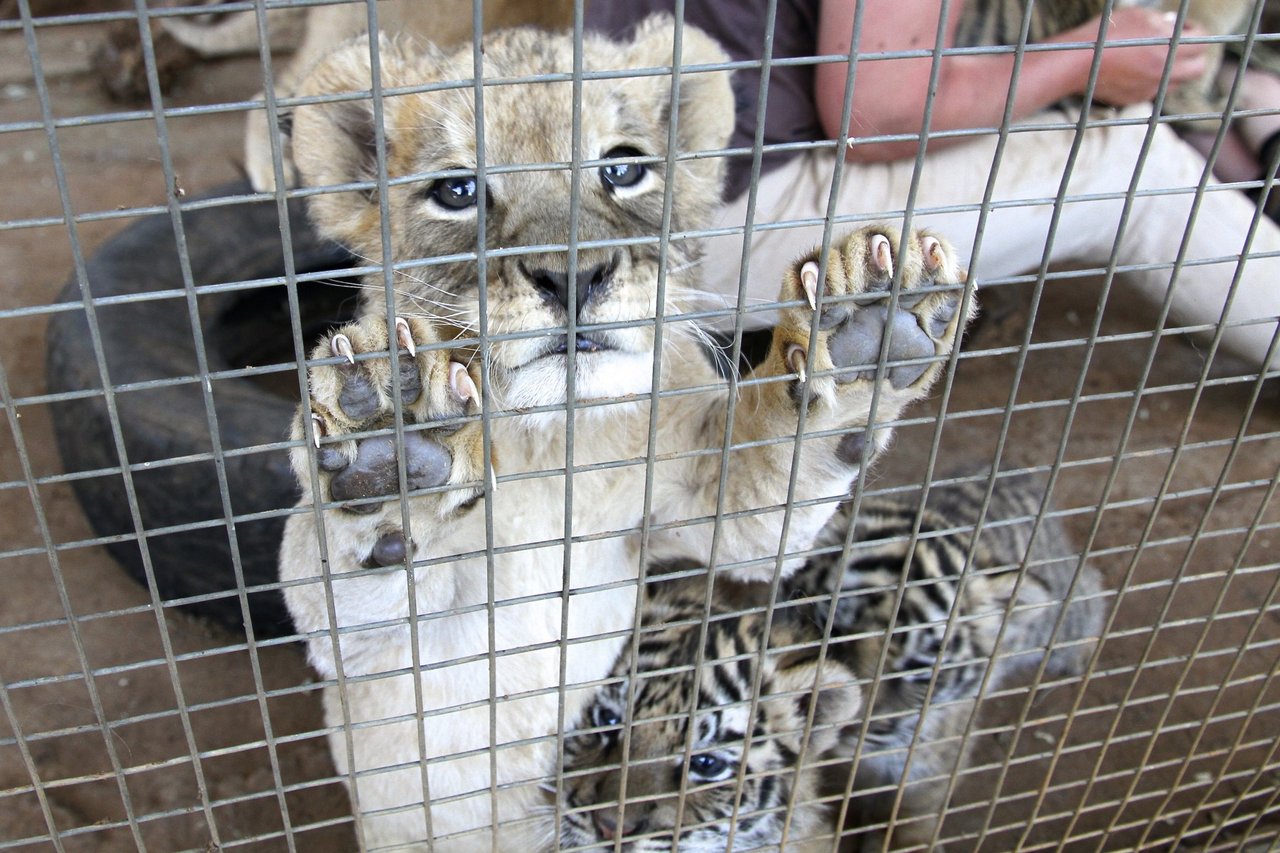 Bjørnene Timka og Alisa er reddet fra en ukrainsk zoo