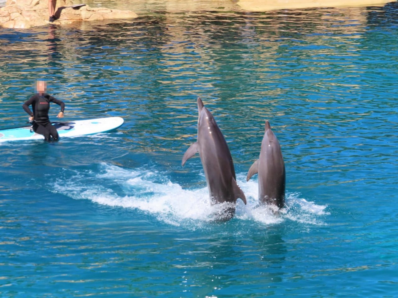 dolphins performing